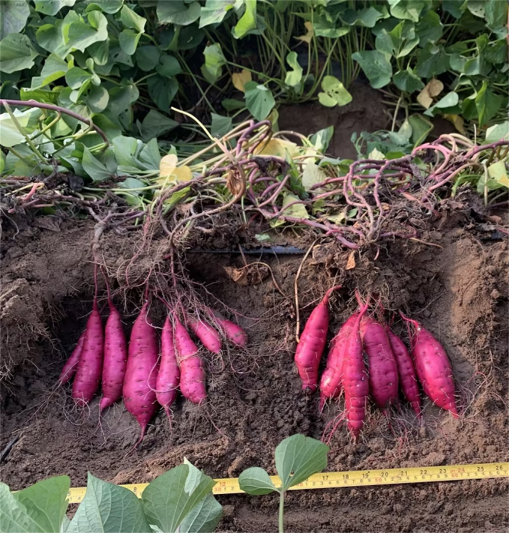 ����kaiyun�羺��(�й���)�ٷ���վ