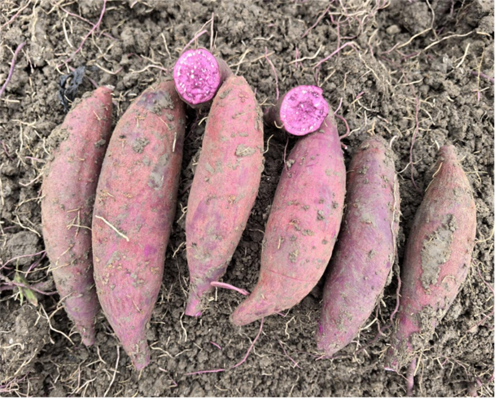 ����kaiyun�羺��(�й���)�ٷ���վ