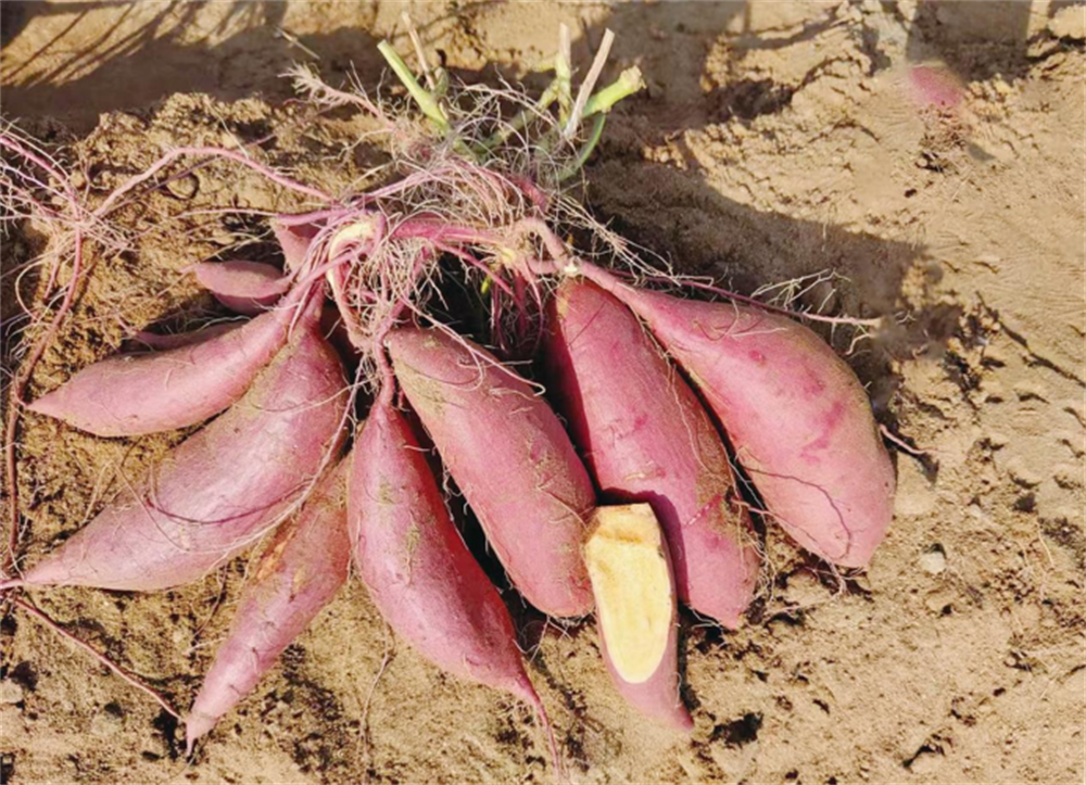 ����kaiyun�羺��(�й���)�ٷ���վ