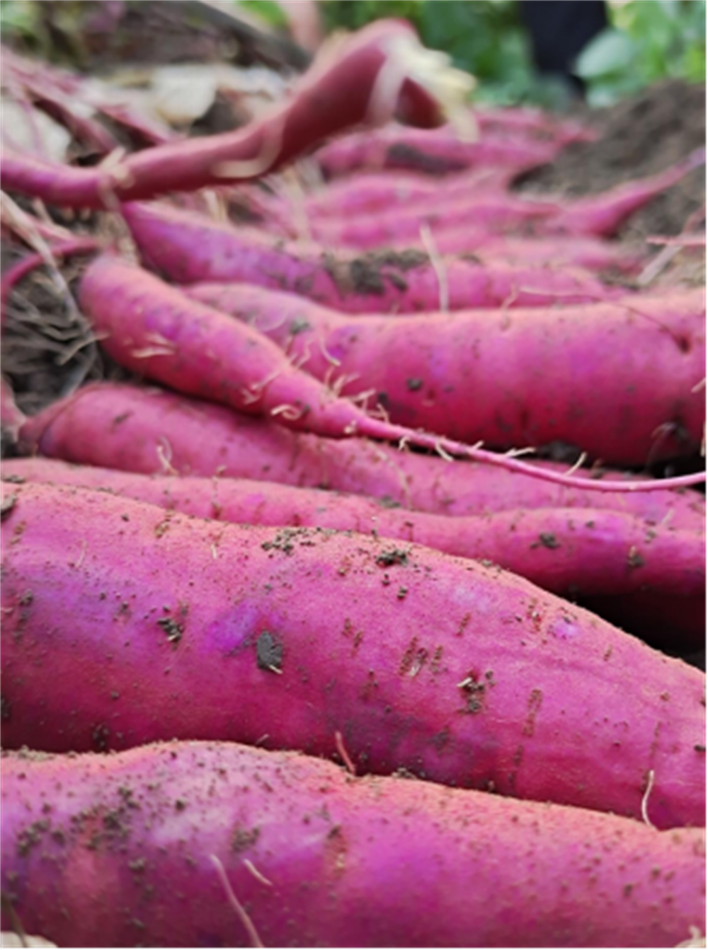 ����kaiyun�羺��(�й���)�ٷ���վ