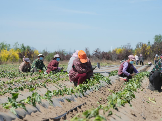 ����kaiyun�羺��(�й���)�ٷ���վ