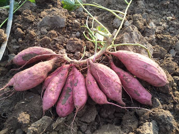 ����kaiyun�羺��(�й���)�ٷ���վ